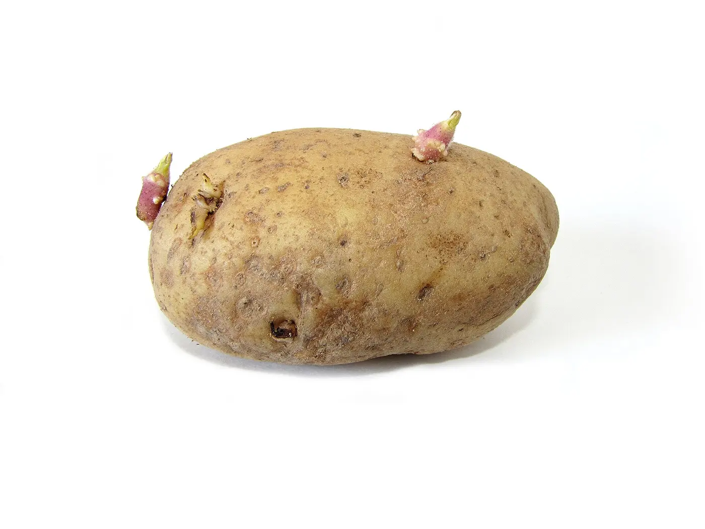 A potato on a white background with two short reddish-purple sprouts growing from dimples in its skin