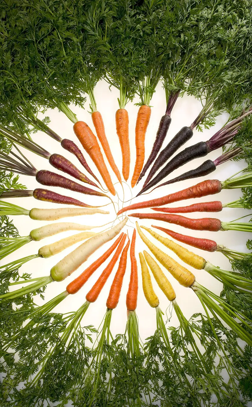 Carrots with their leafy tops arranged in a circle, their orange, deep purple, red, yellow and white roots radiating outward