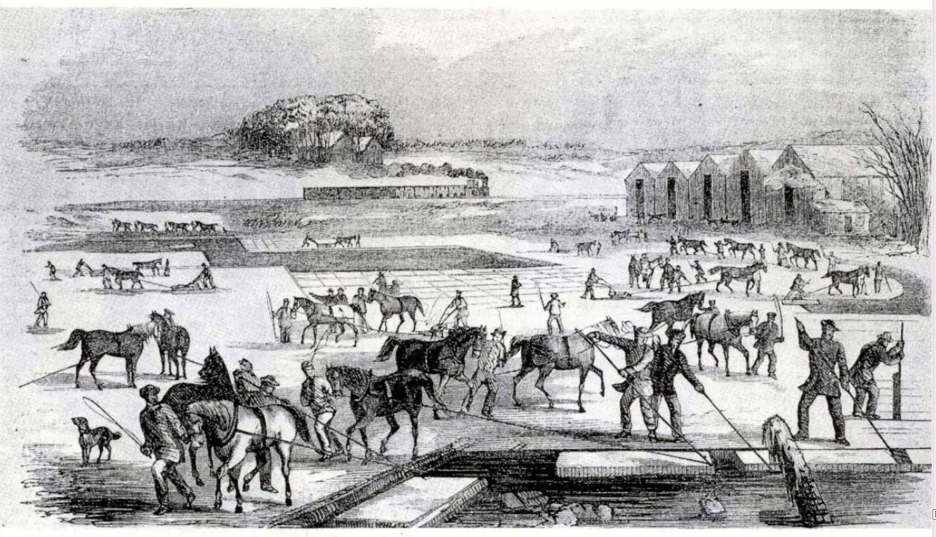 Engraving of many people on a frozen lake, using horse-drawn tools to cut the ice into squares