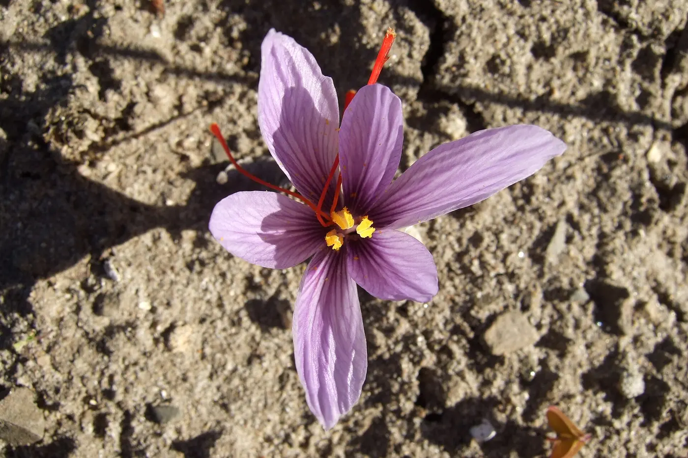A pale purple saffron flower blooming on dry soil, with red thread-like stigmas reaching out from its center