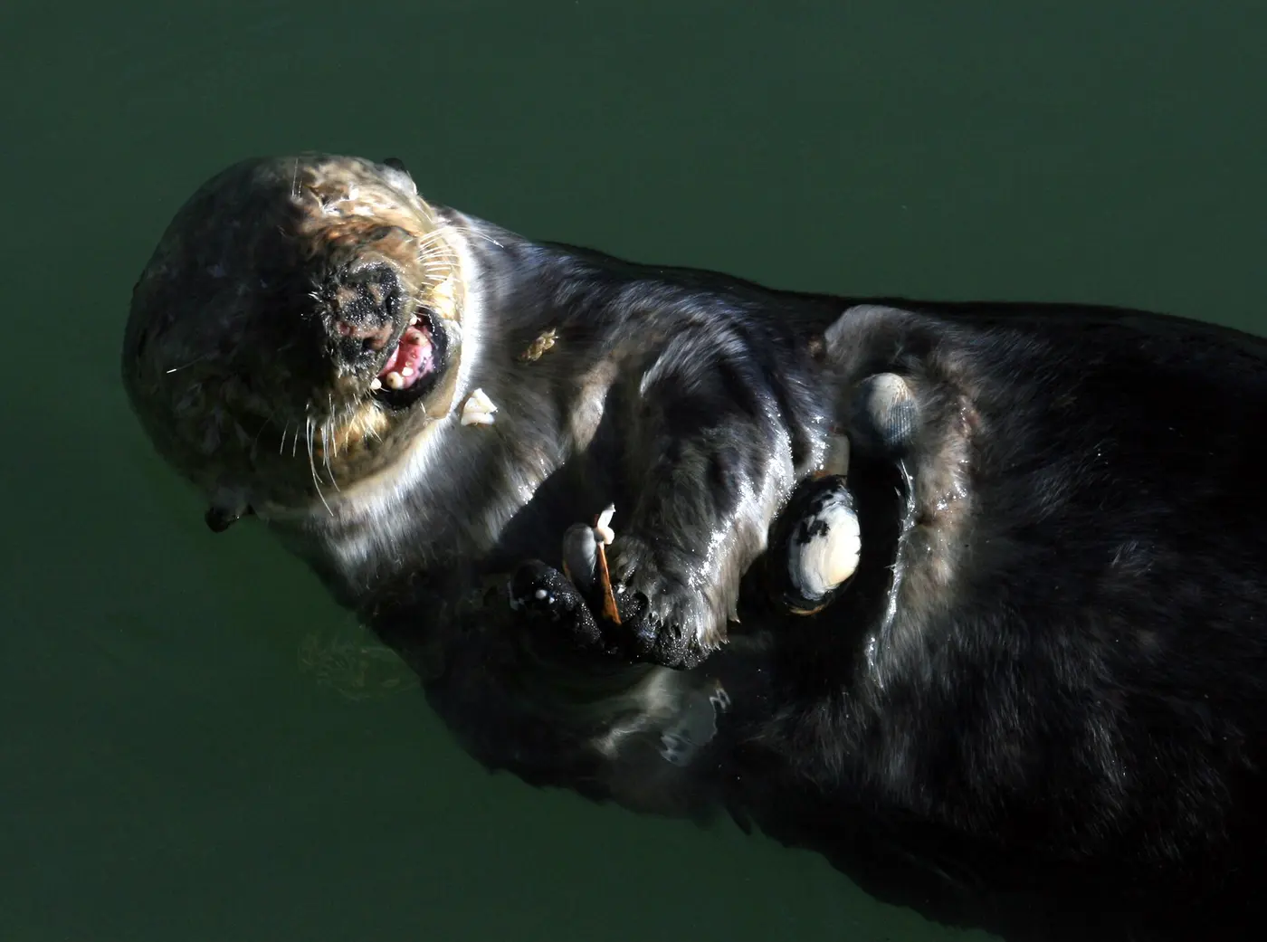 A sea otter floating on its back, holding shells on its chest with its front paws