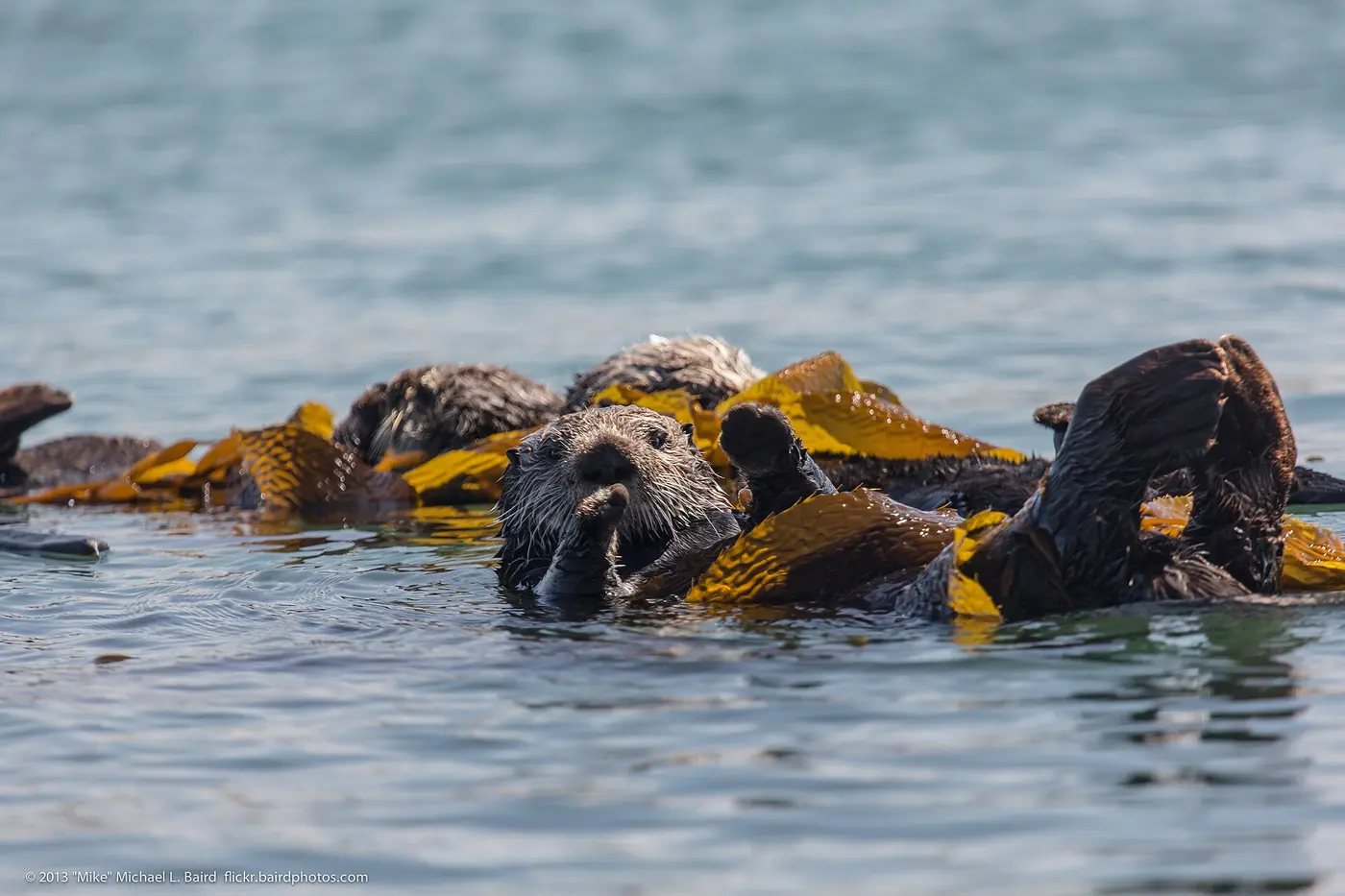 Several sea otters floating on their backs in a cluster among patches of yellowish-brown kelp