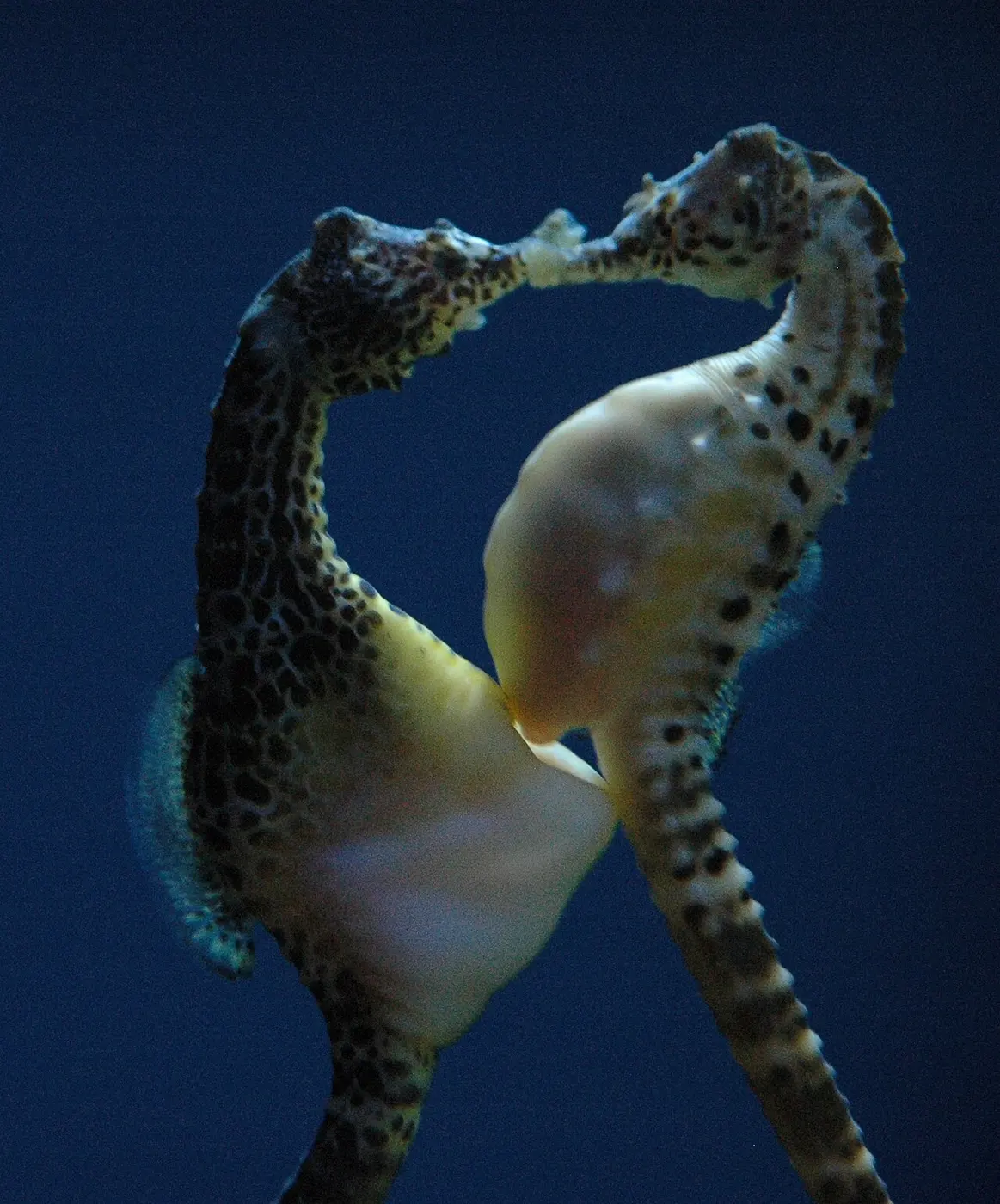 Two pot-bellied seahorses facing each other with their heads and bellies pressed together