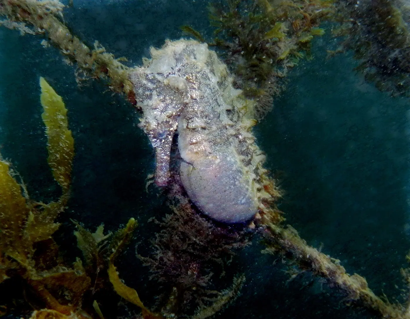A seahorse clinging to a seaweed-covered rope, its brood pouch swollen and round
