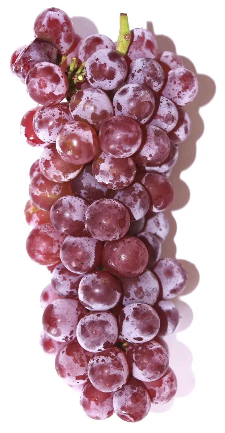 A bunch of Delaware grapes packed with small reddish-purple berries on a white background