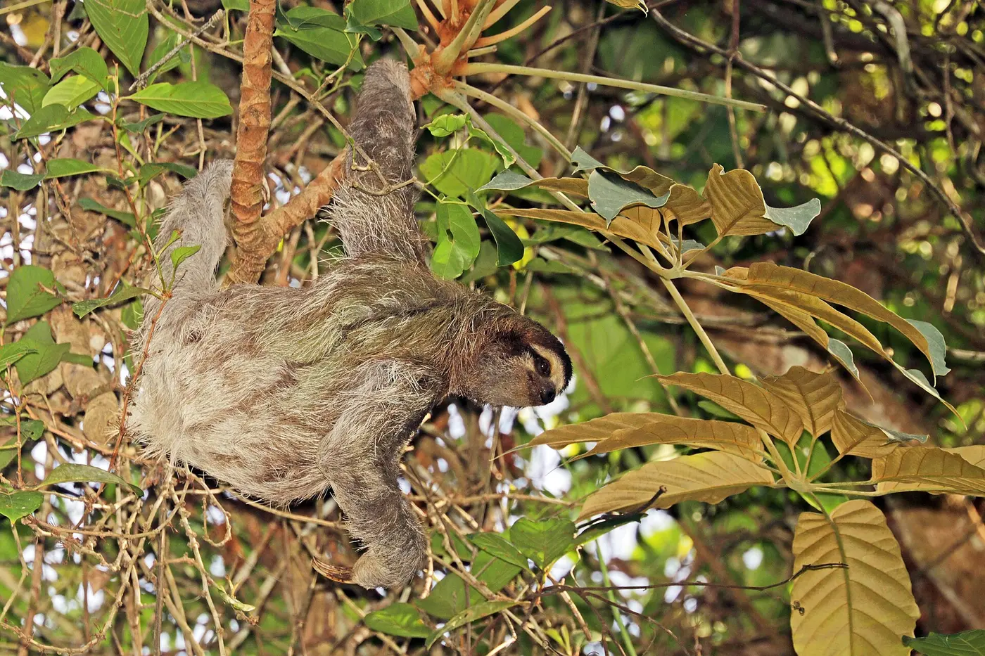 A brown-throated three-toed sloth clinging to a tree trunk and looking out from among the leaves