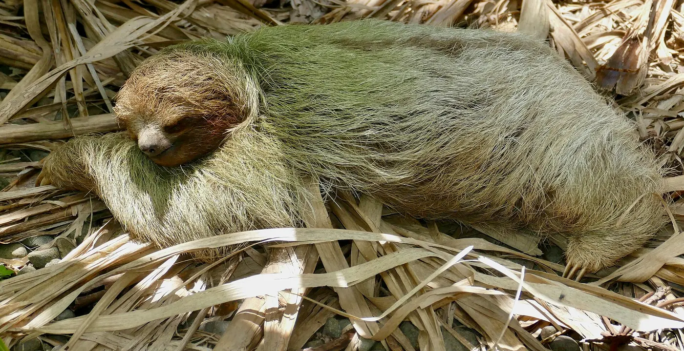 A sloth with greenish fur lying flat on a ground covered with dry leaves