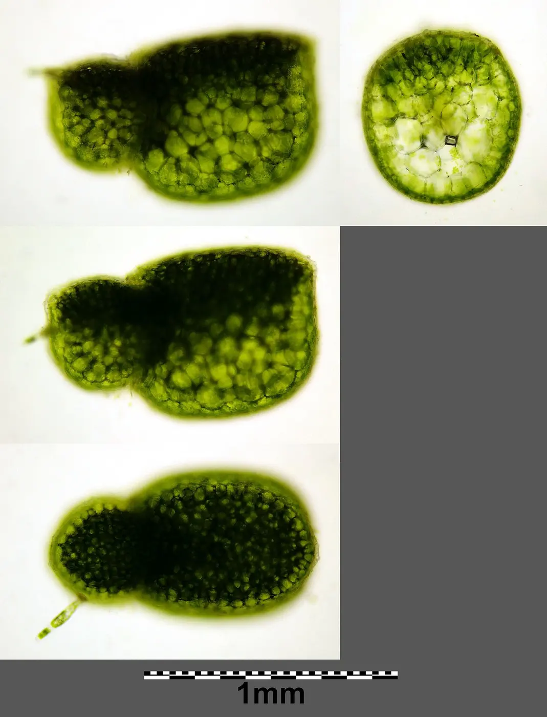 Several small green fronds with a pinched waist, magnified under a microscope, with a 1-millimeter scale bar below