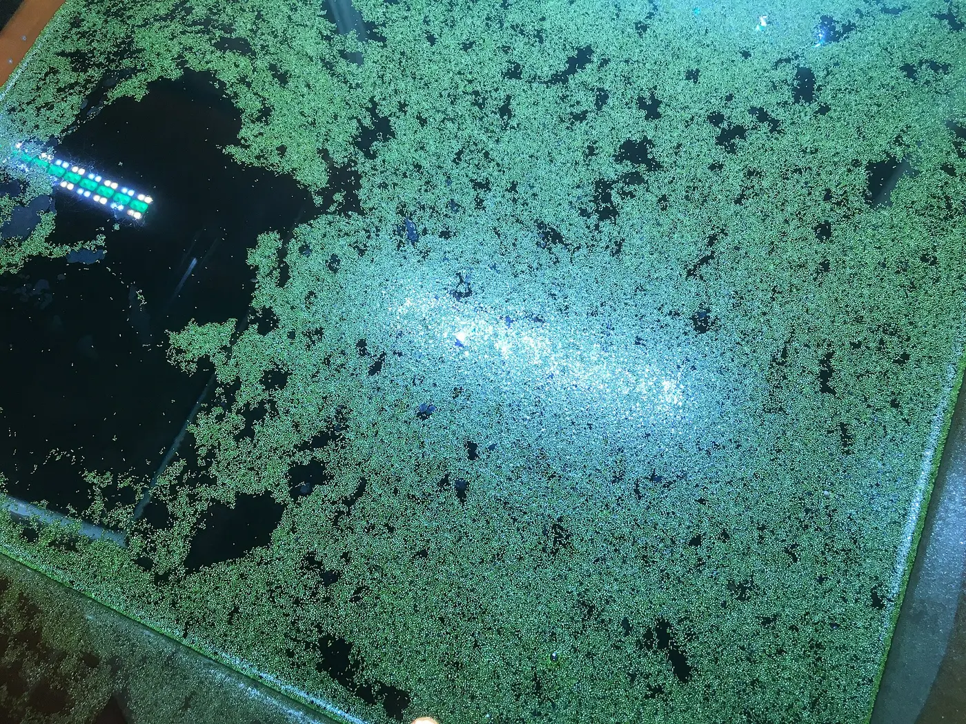 The surface of a tank densely covered with tiny green specks of watermeal