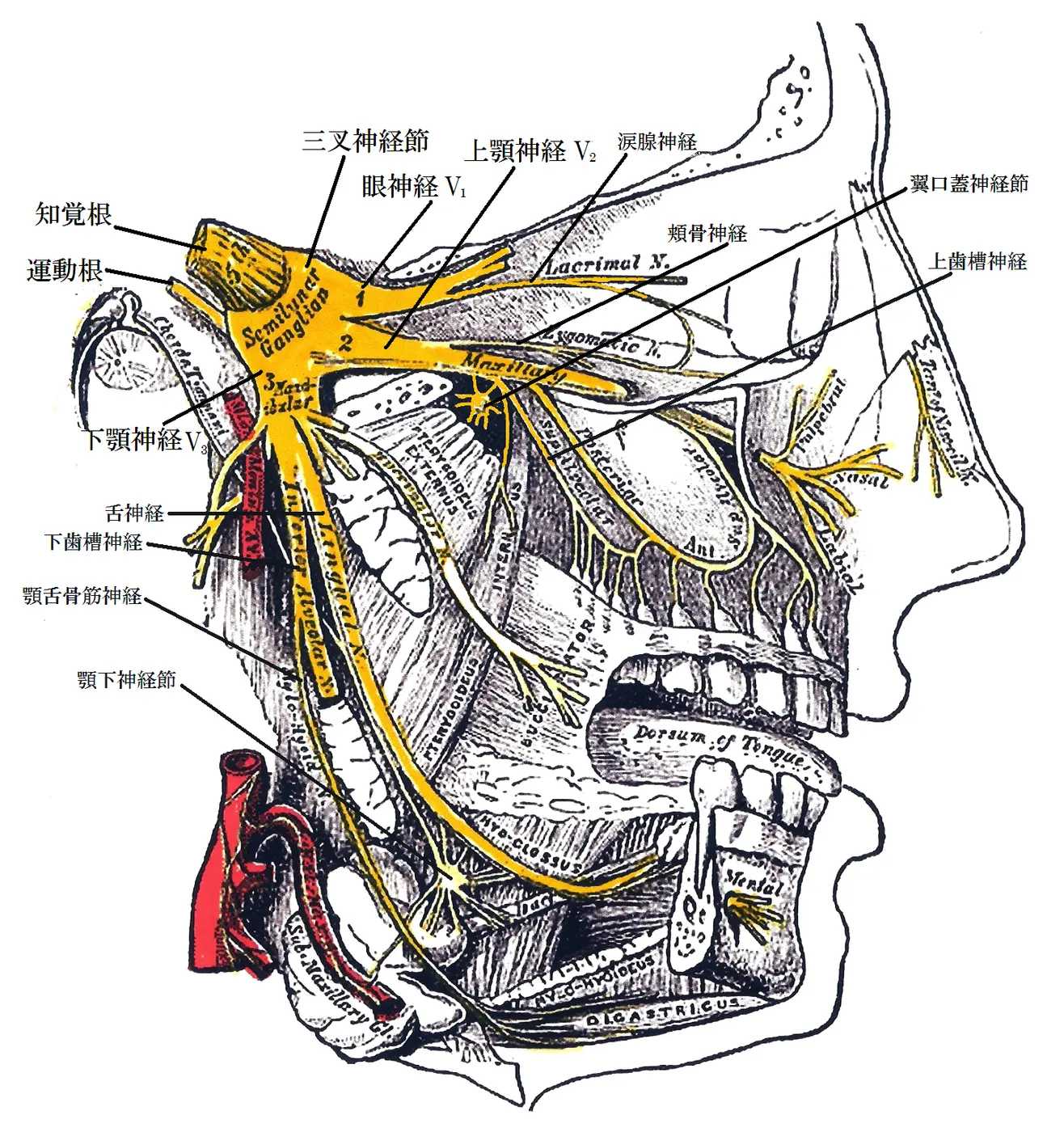 Anatomical drawing of the side of the face, with the trigeminal nerve and its branches shown in yellow and labeled in Japanese