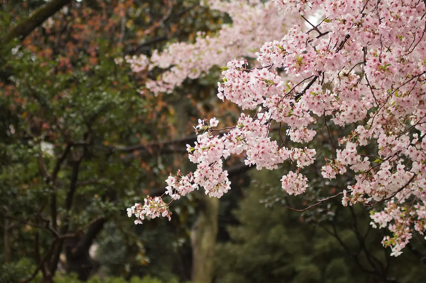 Cherry branches thickly covered with pale pink blossoms, set against a grove of deep green trees