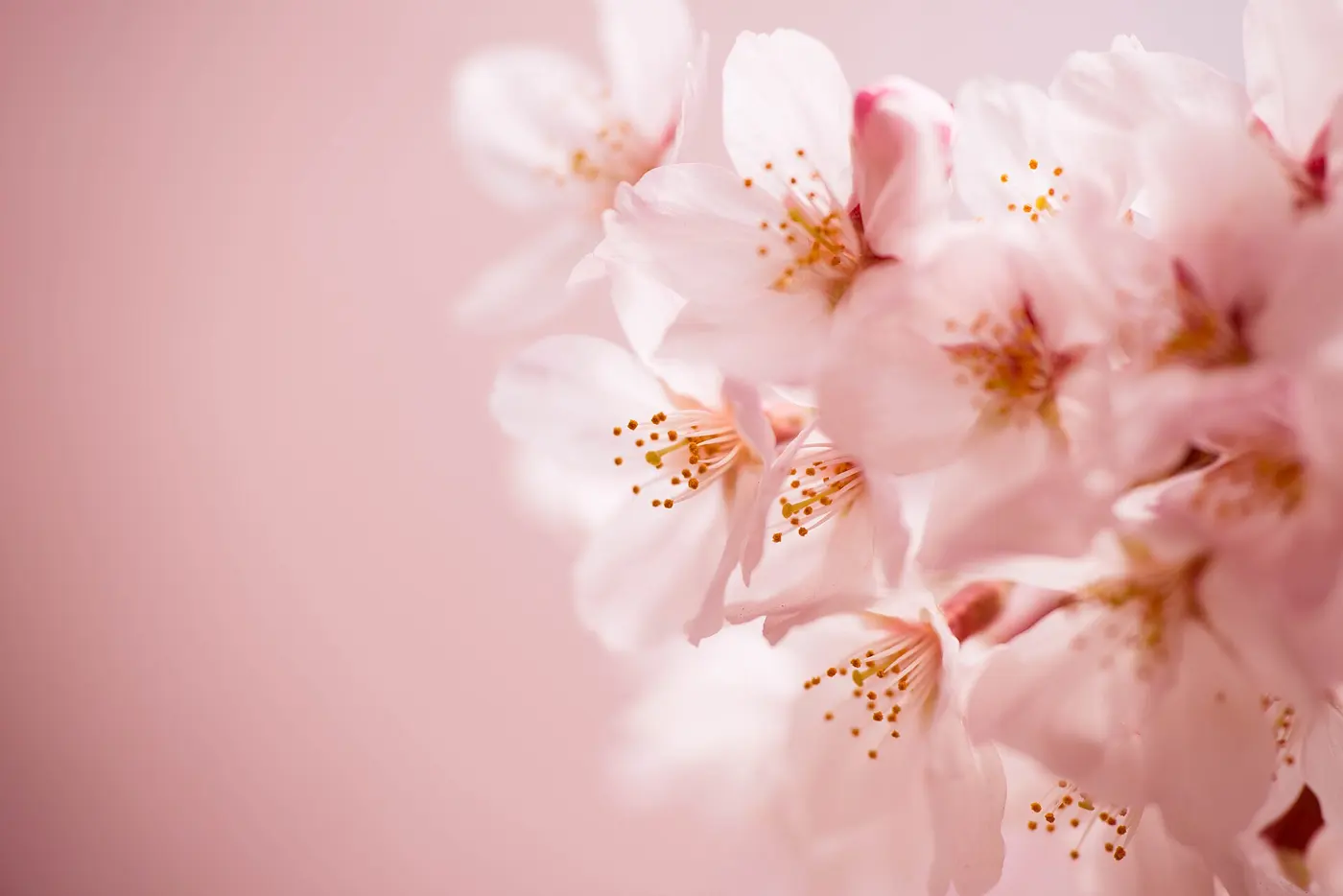 A cluster of nearly white, pale pink cherry blossoms against a soft pink background