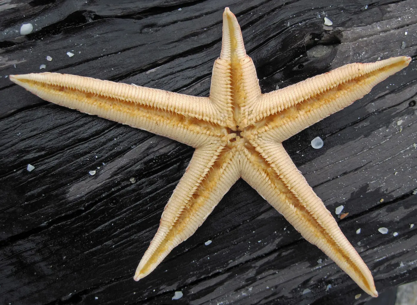A slender five-armed starfish lying upside down on dark driftwood, with grooves running from the central mouth to the tip of each arm