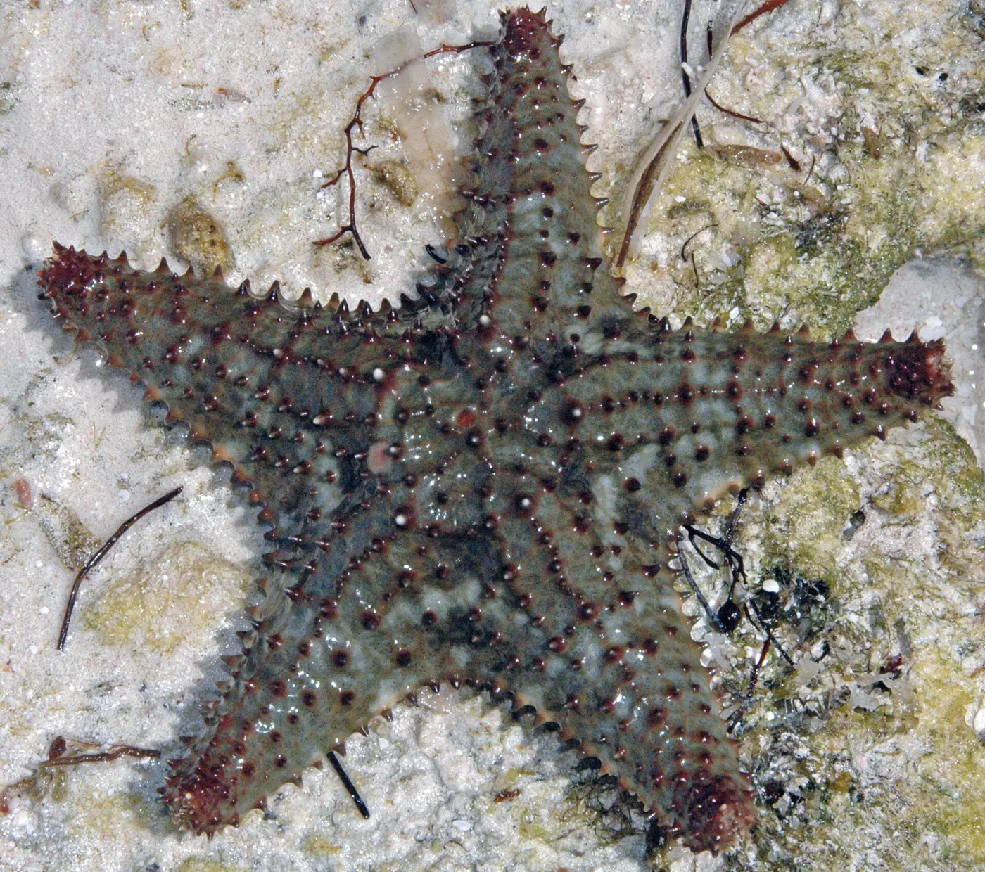 Top-down photo of a greenish five-armed starfish covered with reddish-brown knobs, on white sand