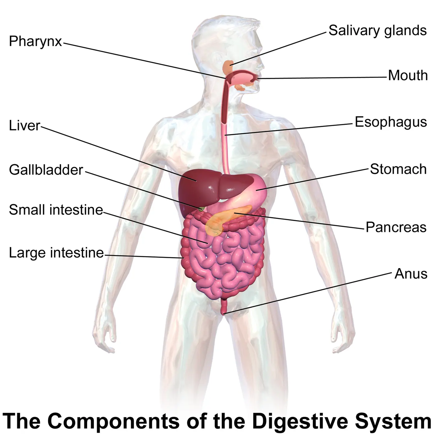 Diagram of the human digestive organs, showing the tract running from the mouth and esophagus to the stomach, small intestine and large intestine