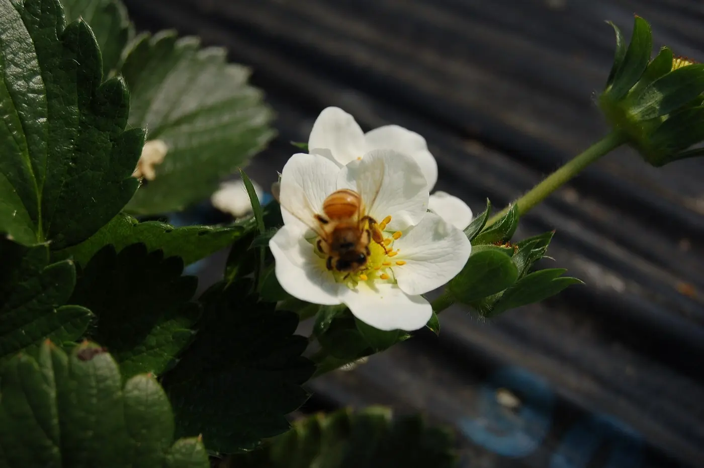 白いイチゴの花にとまって蜜や花粉を集めるミツバチ