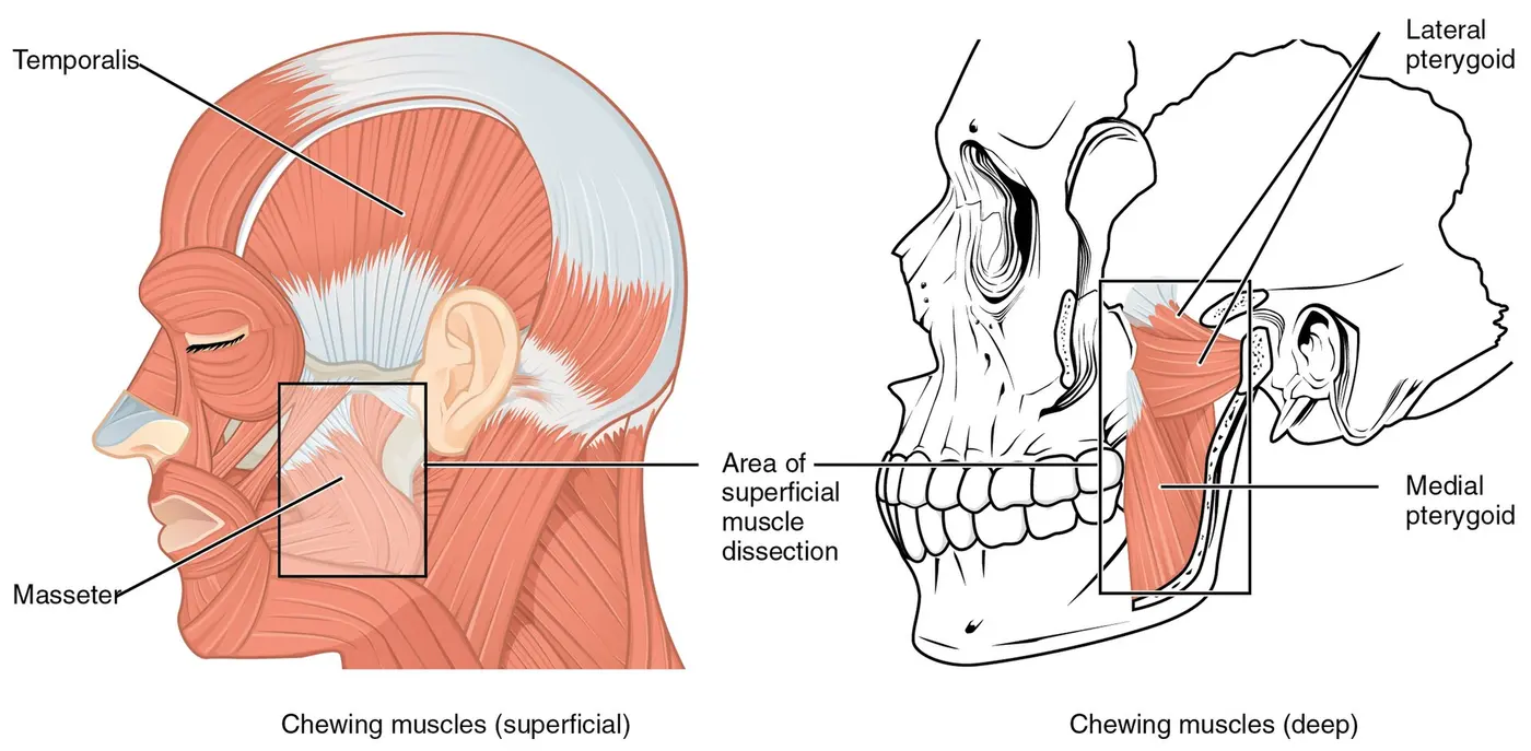 A diagram showing the chewing muscles, including the temporalis at the temple and the masseter running from the cheekbone to the angle of the jaw