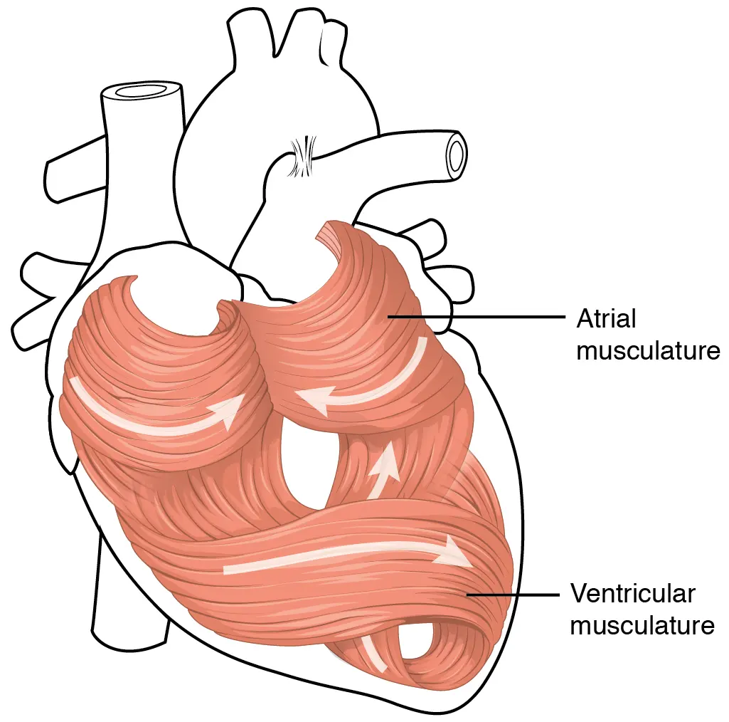 A diagram showing the heart’s muscle fibers layered in a swirling pattern
