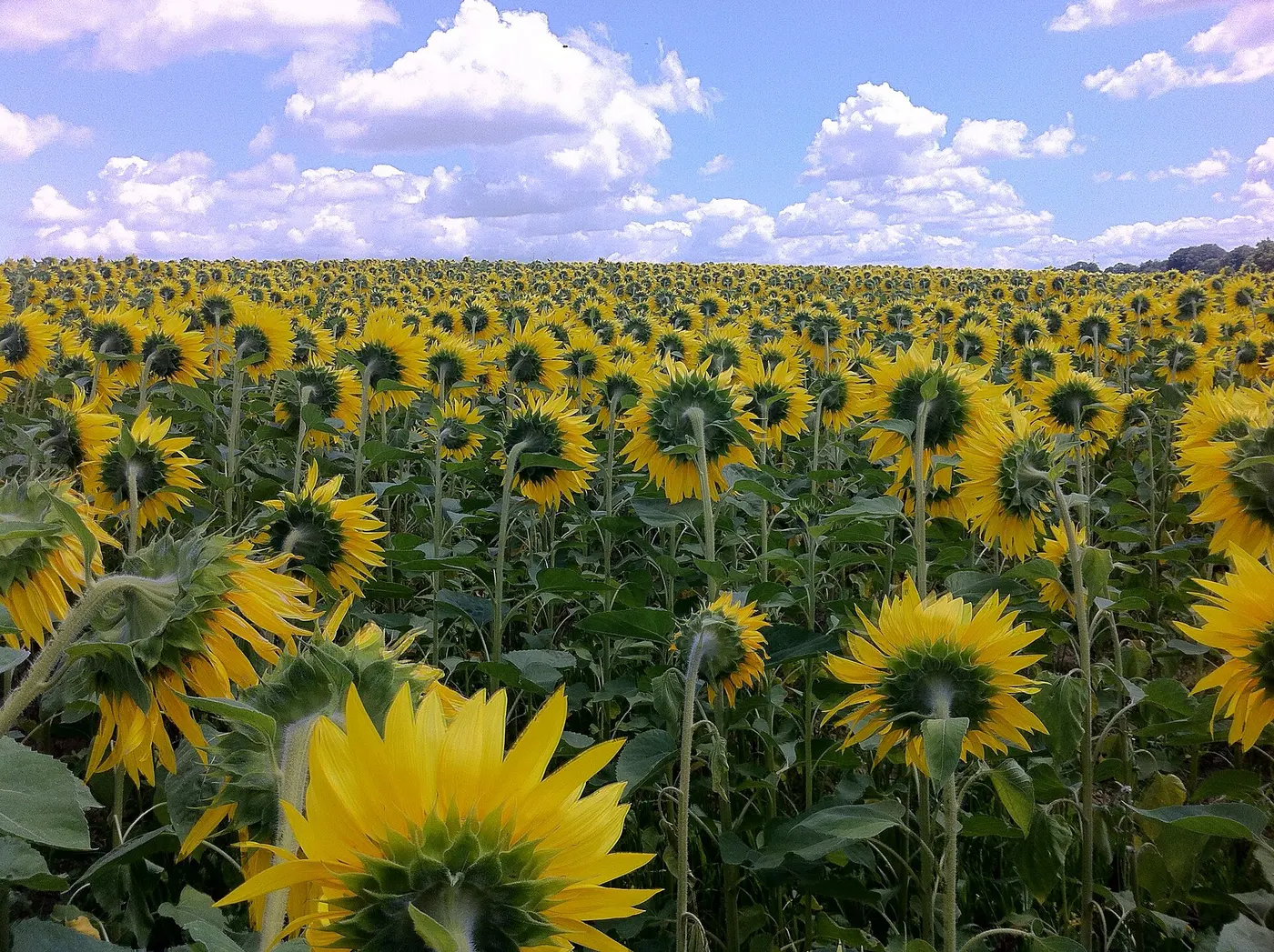 A field full of sunflowers, almost all facing the same direction into the distance