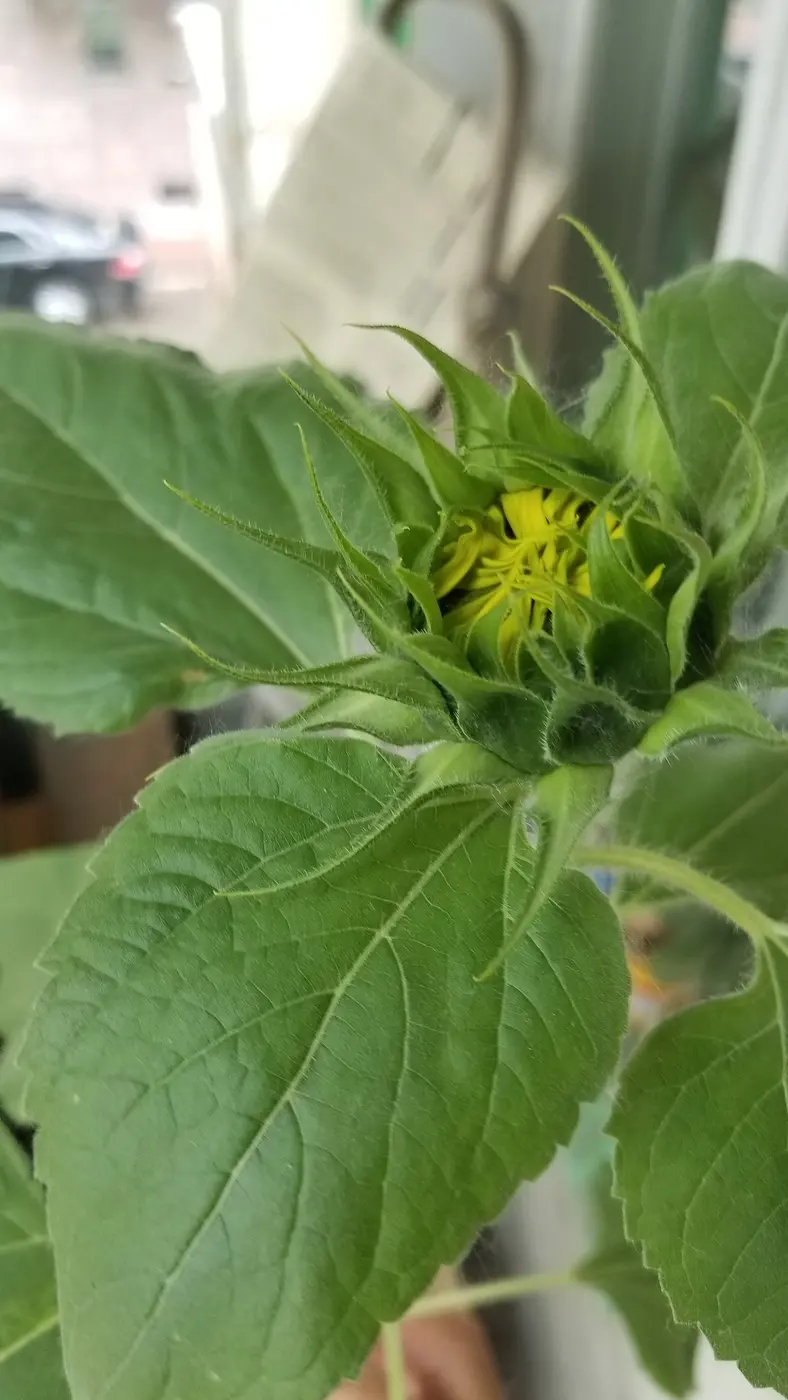 A sunflower bud about to open, surrounded by green leaves, with yellow petals peeking out from the center