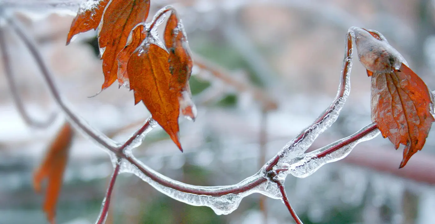 Thin twigs and brown leaves completely encased in clear ice