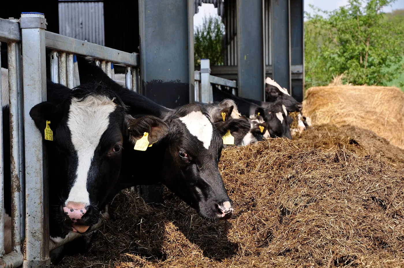 Black-and-white dairy cows putting their heads through a barn railing to eat a pile of hay