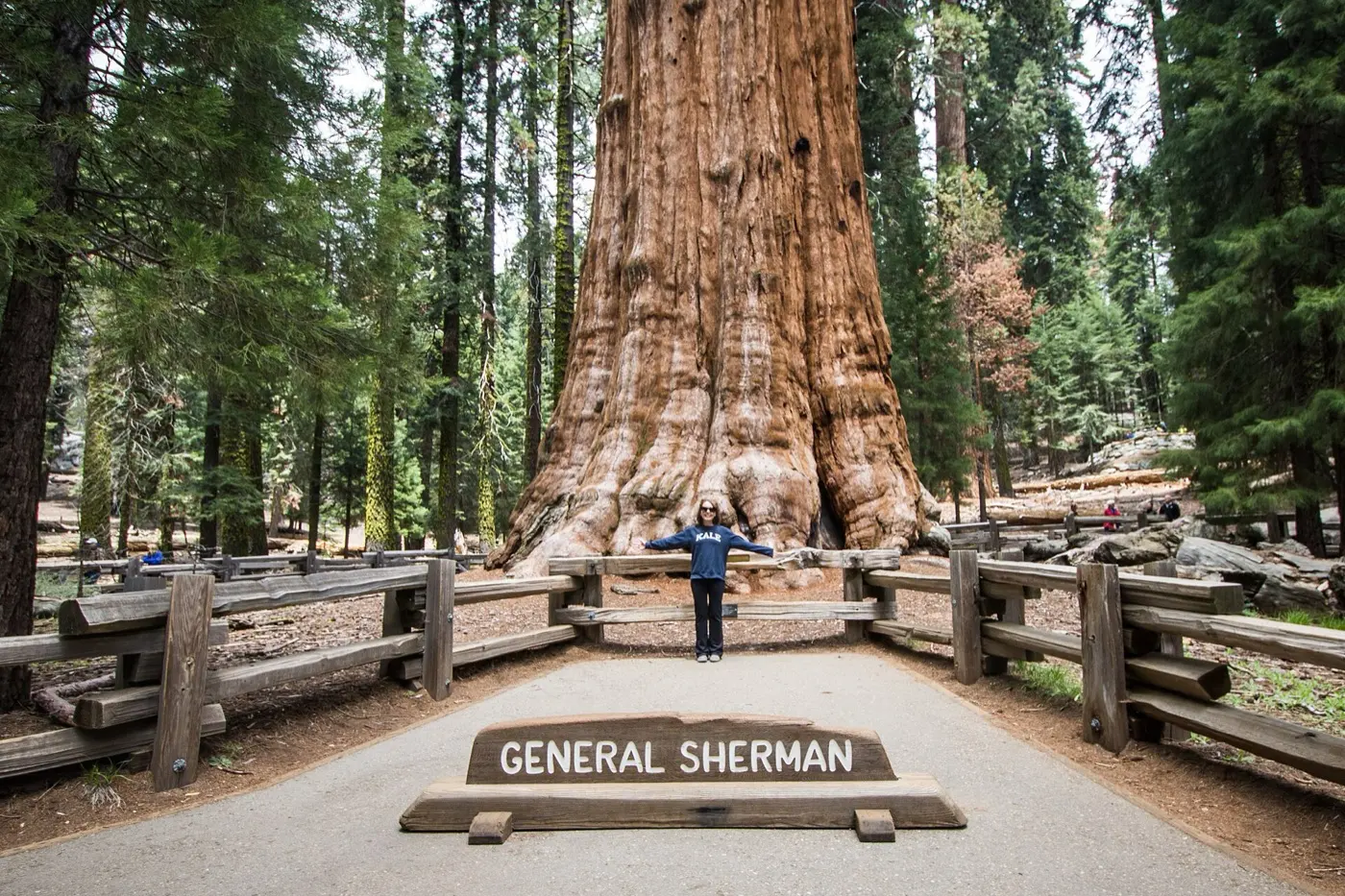 柵に囲まれた巨大なジャイアントセコイアの幹の前に人が立ち、手前に「GENERAL SHERMAN」の看板がある写真