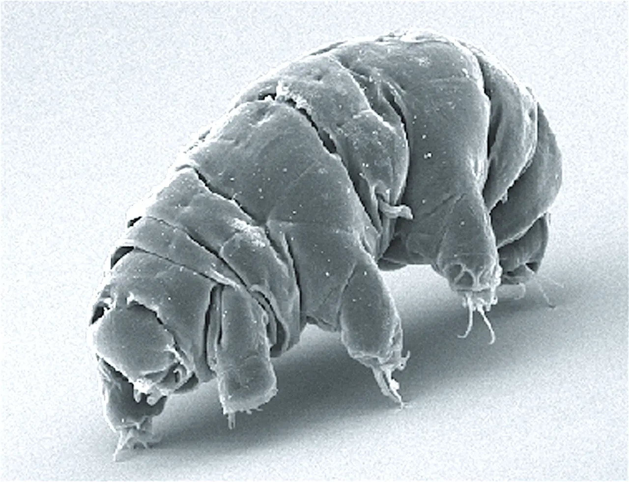 Electron micrograph of a plump, wrinkled tardigrade standing on short legs tipped with claws