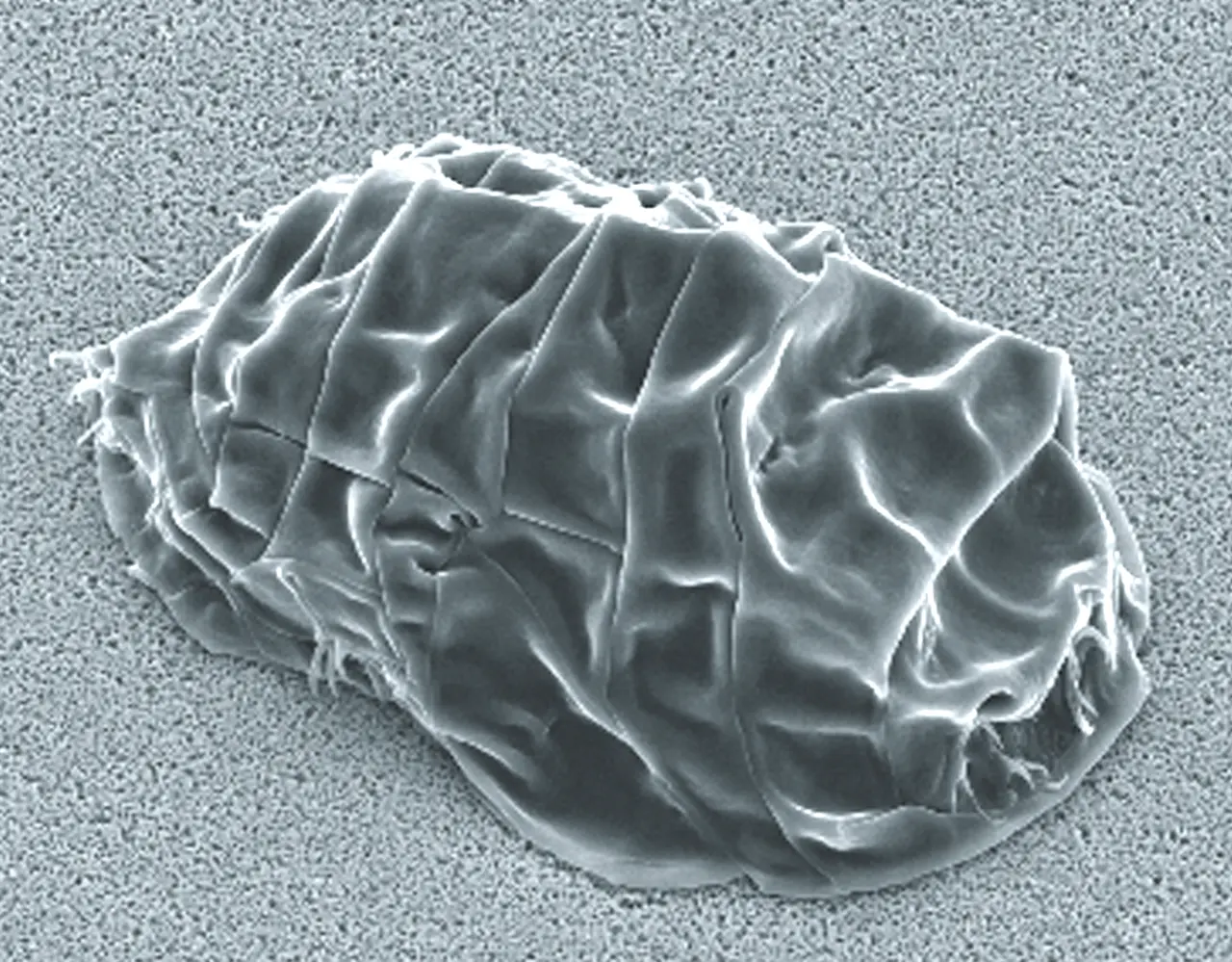 Electron micrograph of a tardigrade with its legs and head drawn in, shriveled into a small, wrinkled barrel shape