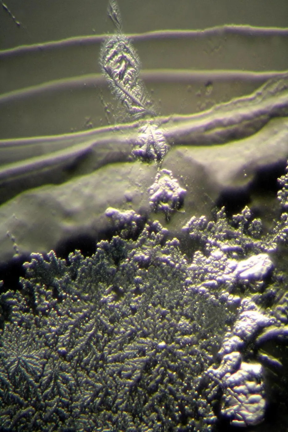 A dried tear under a microscope, spreading into a fine crystalline pattern like branches or fern leaves
