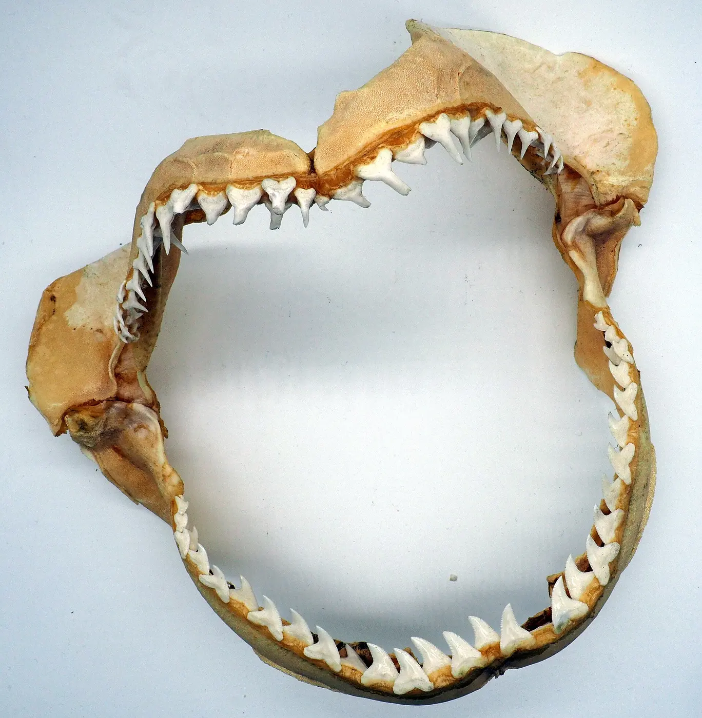 Shark jawbones on a white background, lined with sharp triangular teeth