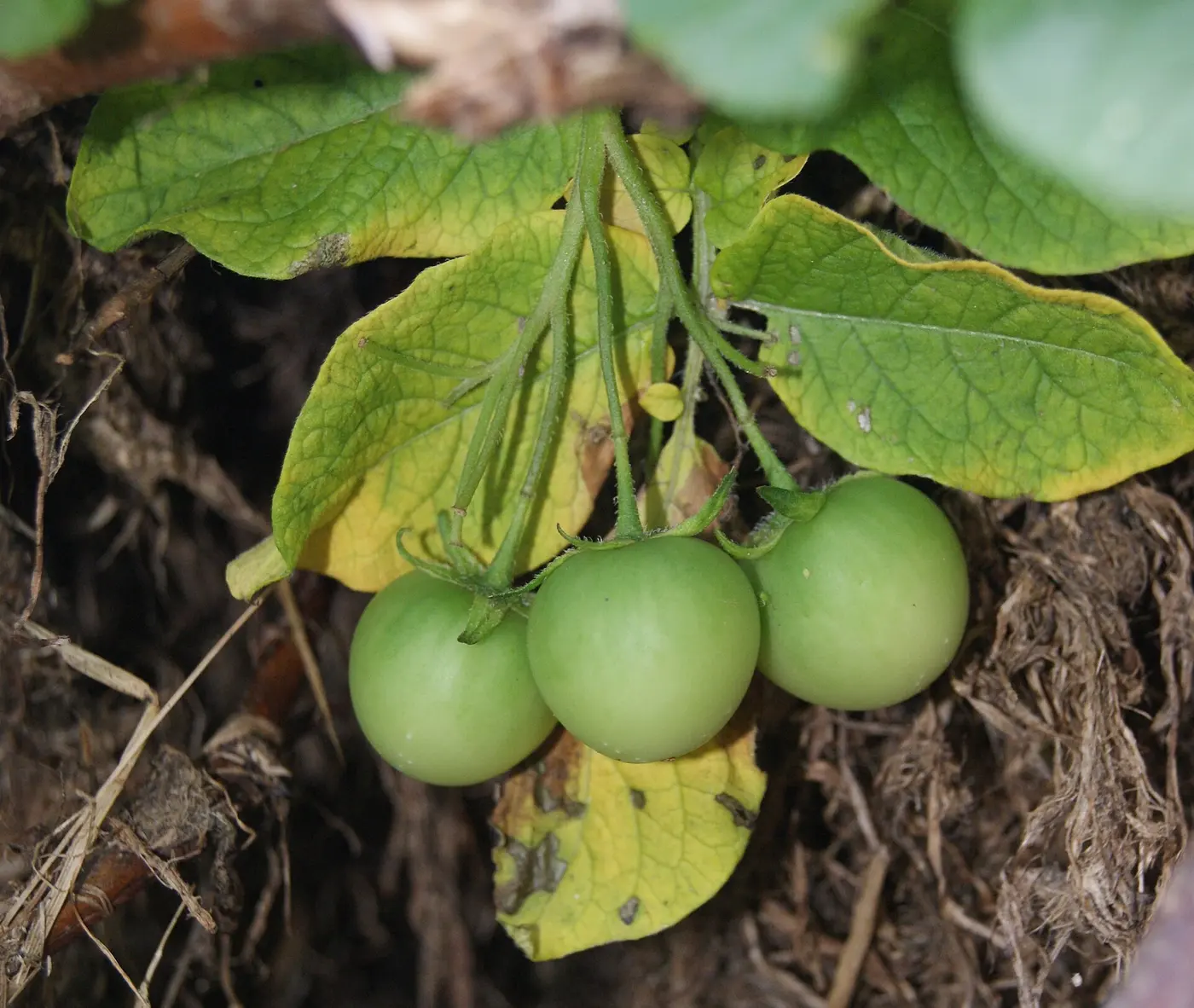 Three round green fruits hanging beneath potato leaves