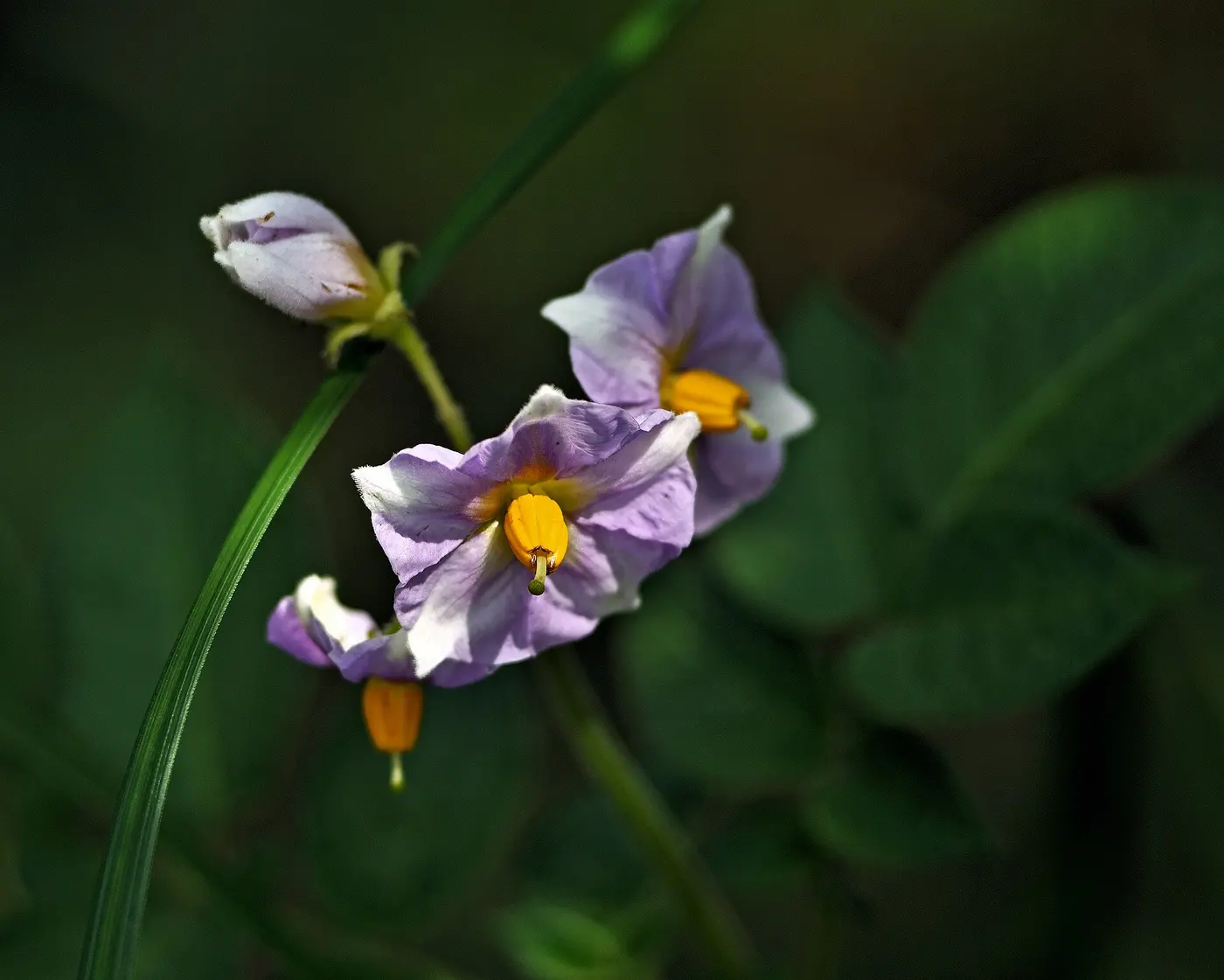 A potato flower with pale purple petals and yellow anthers gathered into a cone at the center