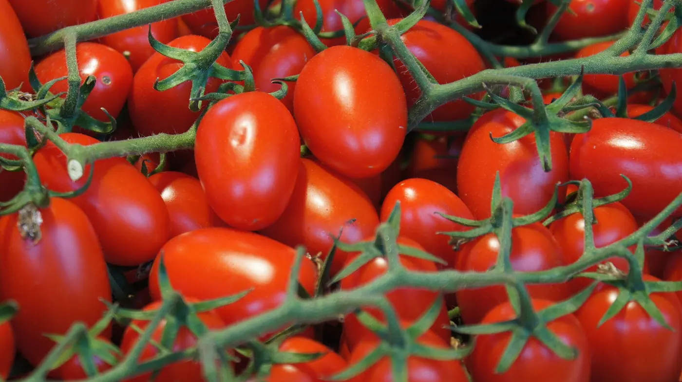 Rows of elongated, bright red cherry tomatoes still attached to their green stems
