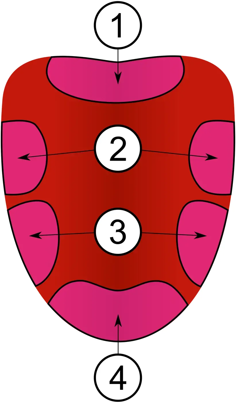 Illustration of a tongue divided into zones at the tip, the front sides, the rear sides and the back, numbered 1 to 4