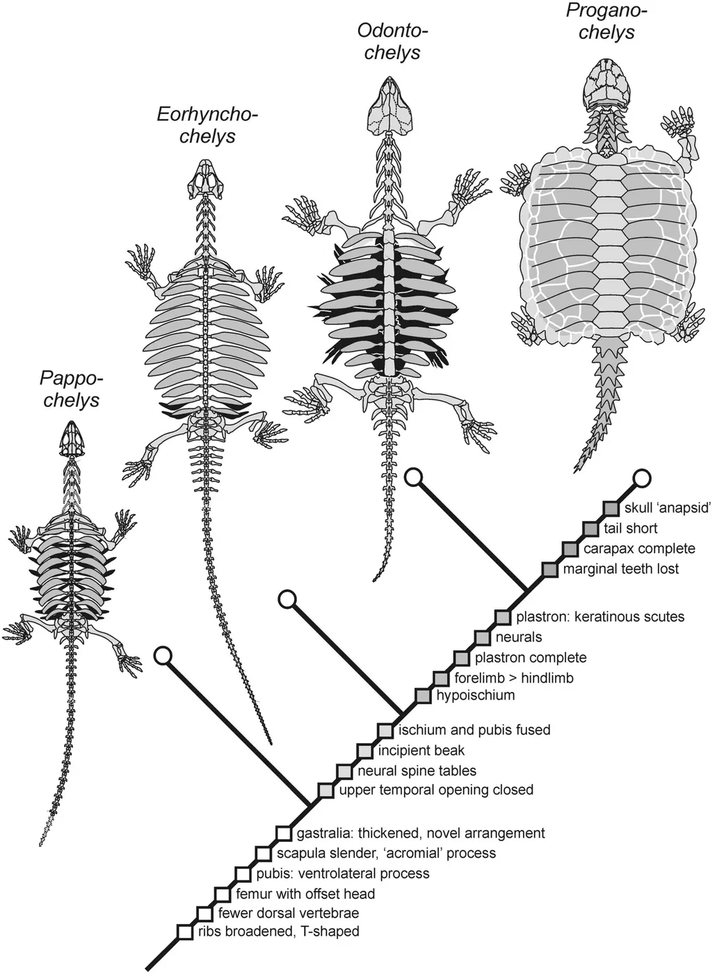 Diagram comparing the skeletons of Pappochelys, Eorhynchochelys, Odontochelys and Proganochelys, showing the shell gradually taking shape