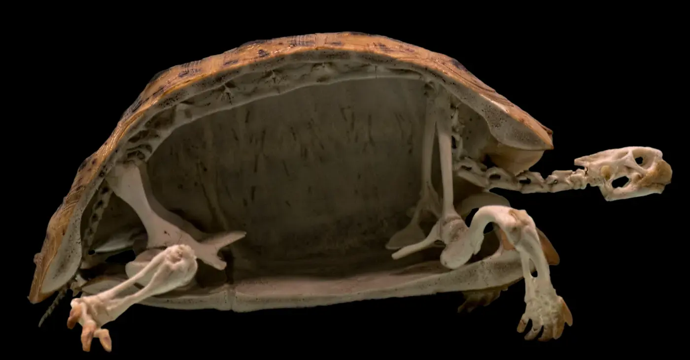 A tortoise skeleton cut in half lengthwise: the backbone and ribs are attached to the inside of the domed shell, with neck and leg bones extending from within