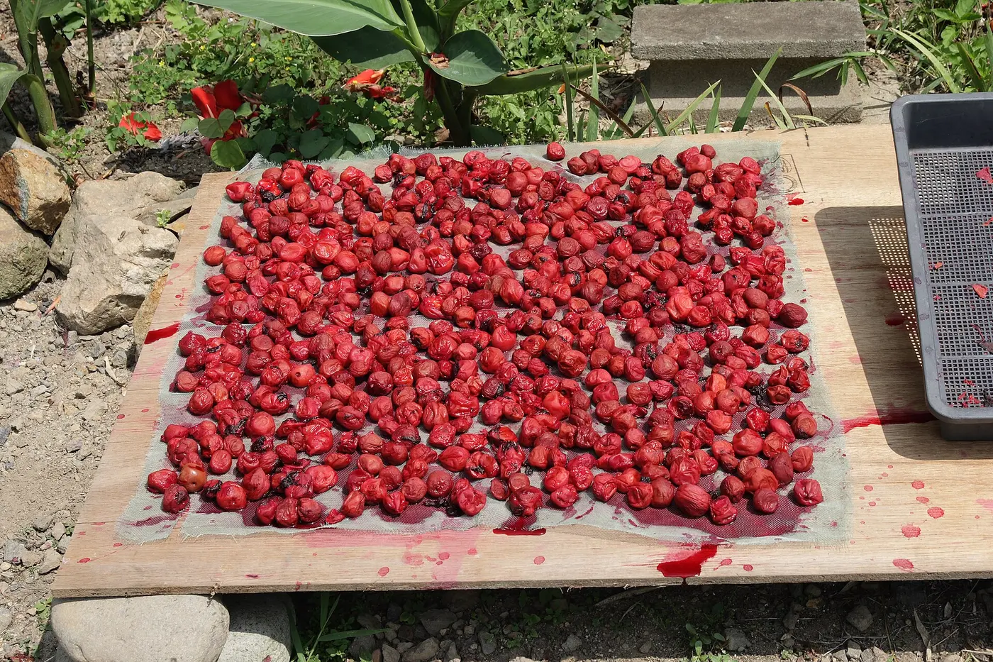 Red umeboshi spread out in rows on a net laid over an outdoor wooden board, drying in the sun