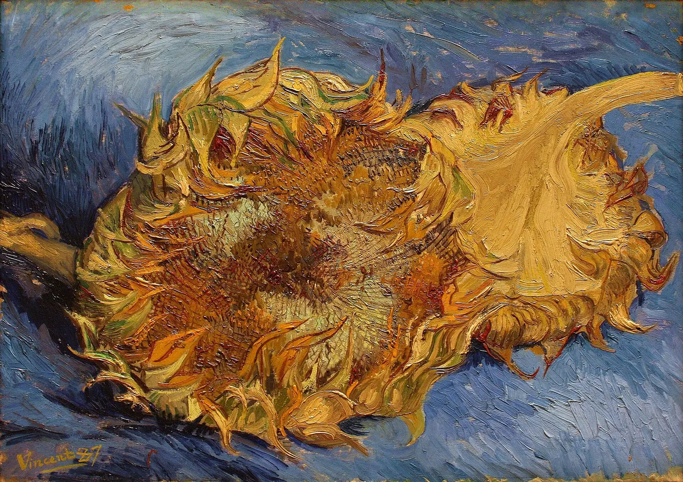An oil painting, thickly painted, of two cut sunflowers lying on a blue cloth
