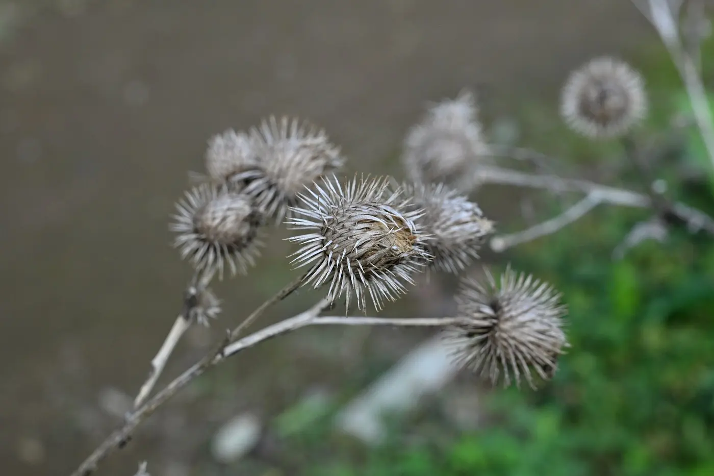 Several round seed heads covered in fine spines at the tips of dried stems