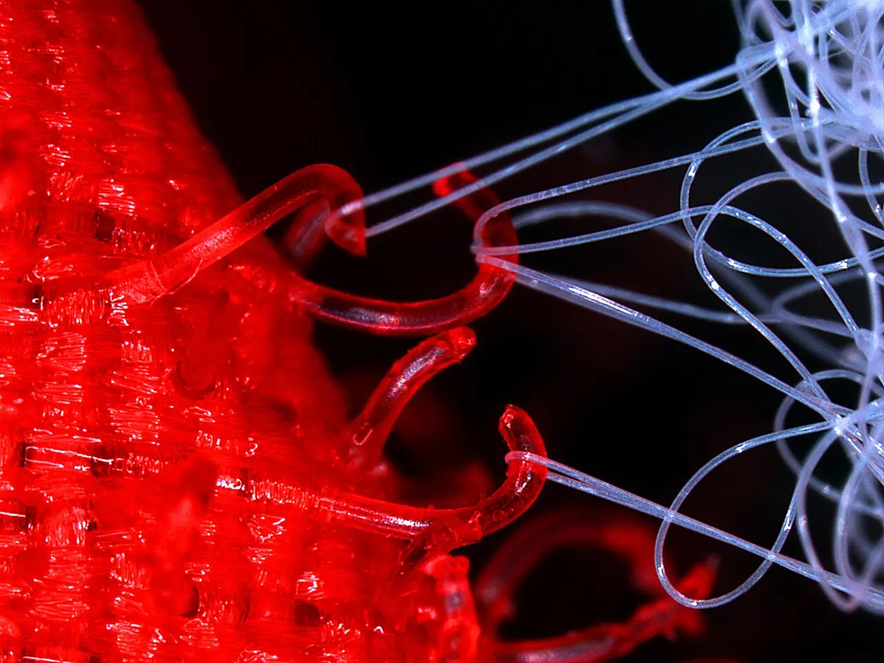 A magnified view of red hook-shaped strands tangled with fine white loops of thread