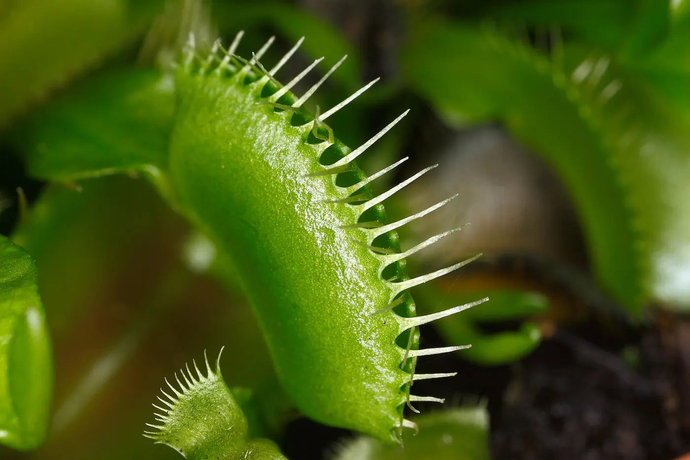 A closed Venus flytrap trap, with the spines along its edges interlocking