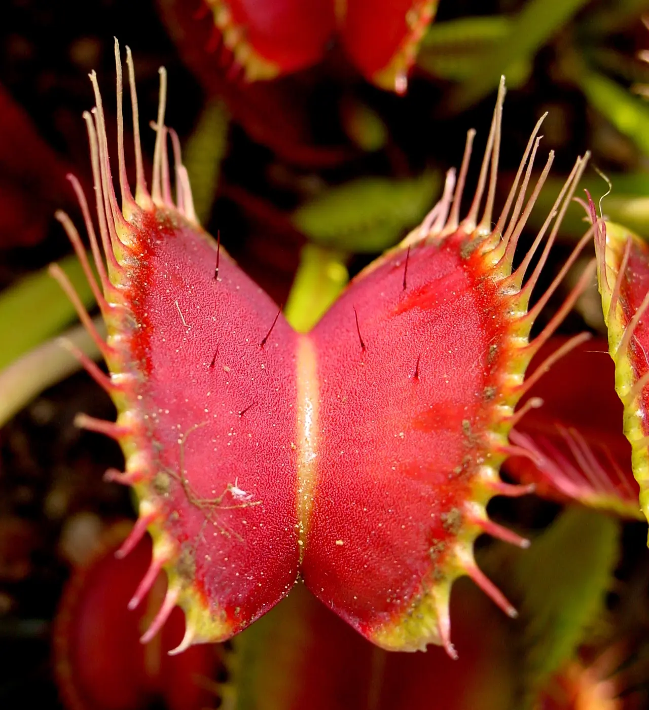 An open, red-tinged Venus flytrap trap, with a few fine hairs standing up on each inner surface