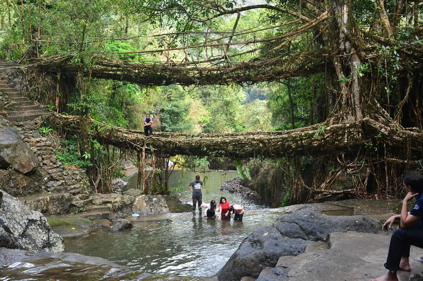 A two-tiered bridge formed from intertwined tree roots spanning a mountain stream, with people playing in the water