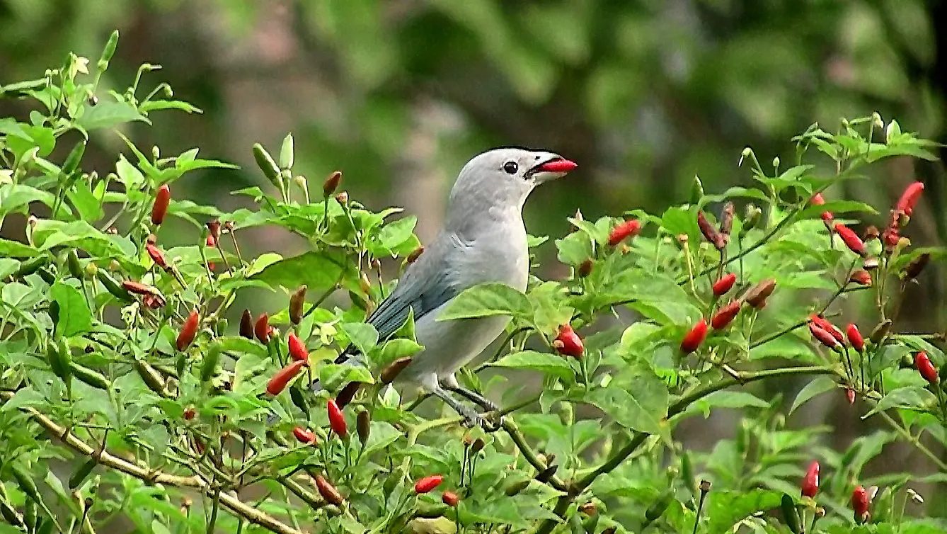 A small blue-gray bird perched in a chili bush, holding a red pepper in its beak