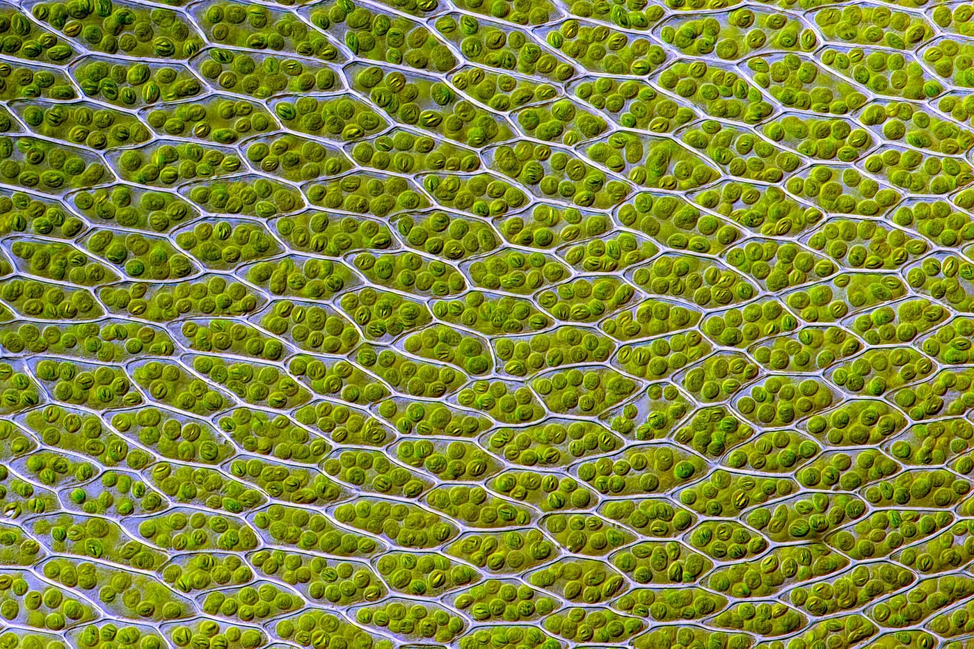 Moss leaf cells under a microscope; each roughly hexagonal cell is packed with small green grains