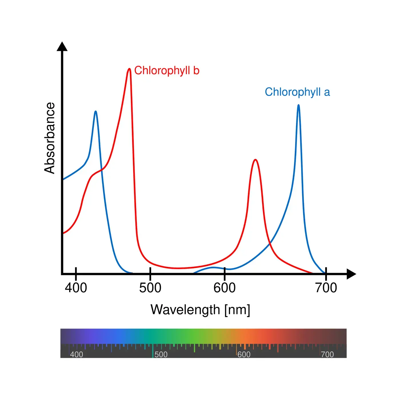 Graph of absorbance against wavelength: chlorophyll a and b both absorb strongly around 400–500 nanometers and 600–700 nanometers, and weakly in the green range between