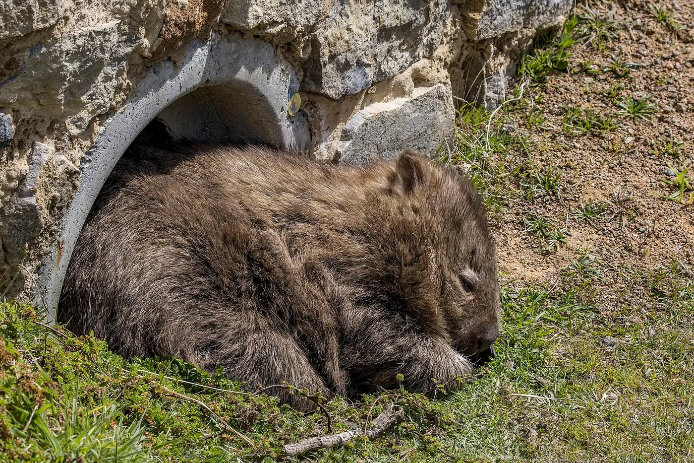 A common wombat curled up with its eyes closed, resting at the mouth of a concrete drainage pipe