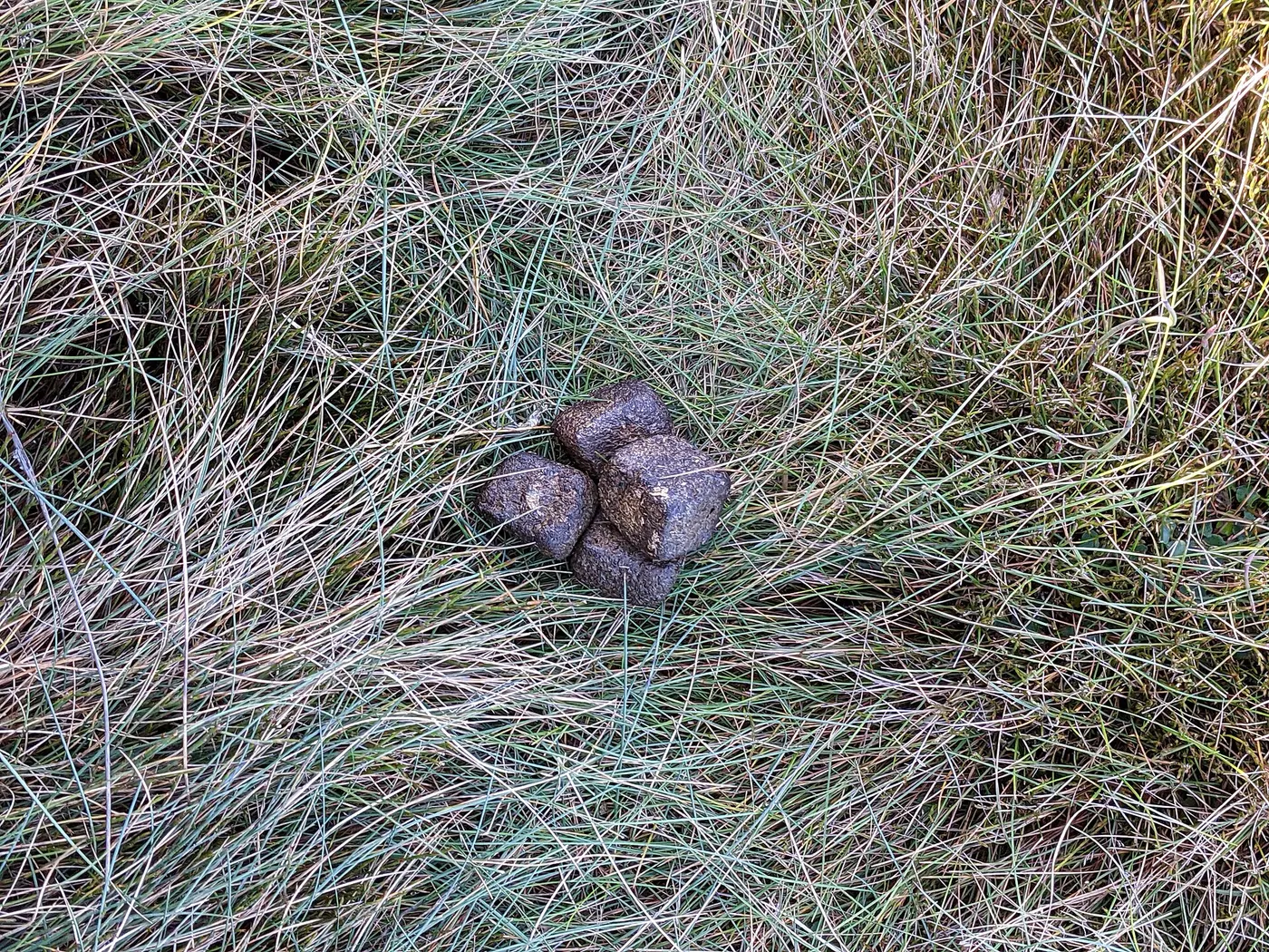 A cluster of angular wombat droppings lying on grass