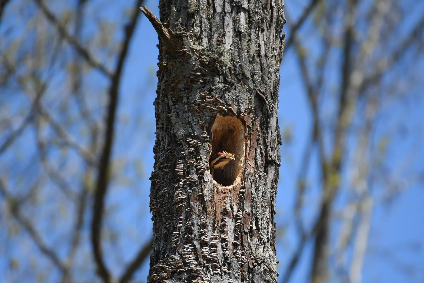 A pileated woodpecker peering out of a large hole in a dead tree trunk with a wood chip in its beak